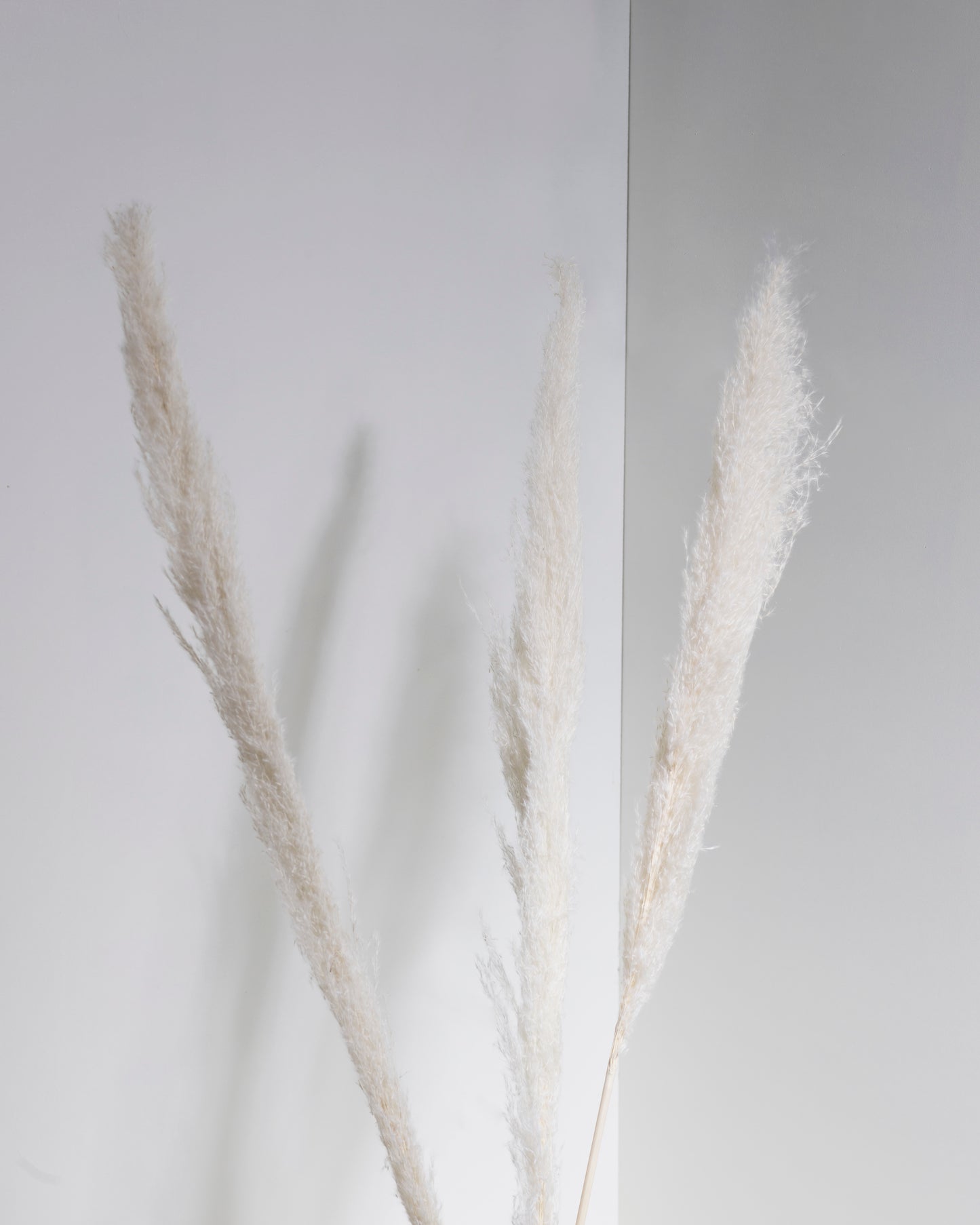 Trockenblumen - White Pampas