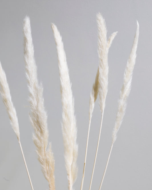 Trockenblumen - White Phragmitos